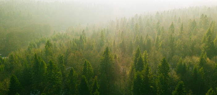 A wide and green forest landscape.
