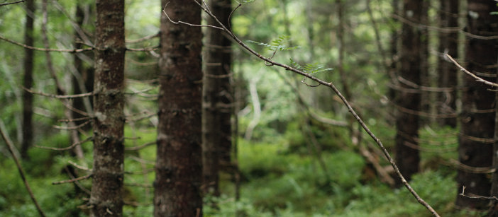 Bäume in einem Wald in Norwegen