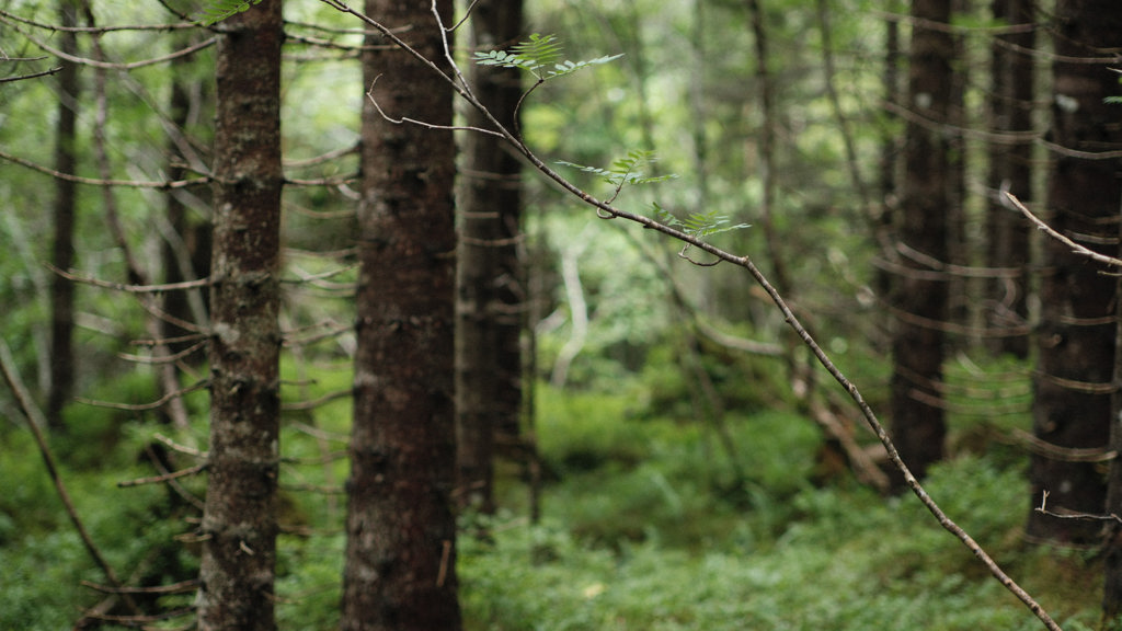 Trees in a forest in Norway