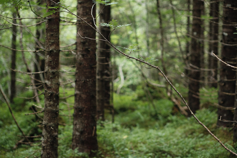 Bäume in einem Wald in Norwegen