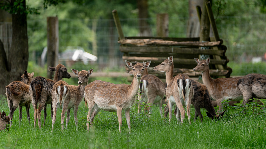 A group of deer standing in their enclosure in a forest.