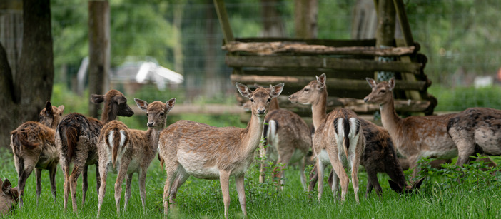 Eine Gruppe von Rehen steht in ihrem Gehege in einem Wald.