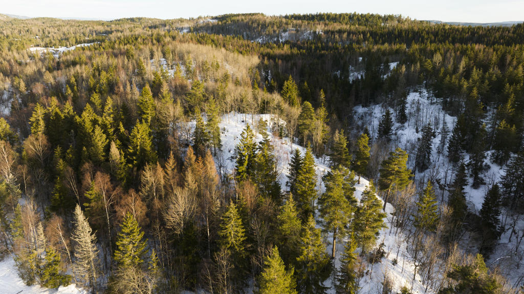 Snødekt skoglandskap i området rundt et av aluminiumsverkene til Speira i Norge.
